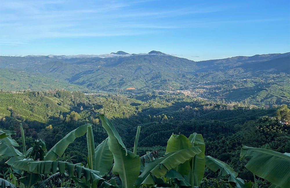 Un café natural dulce y tropical de Romario Umaña en Tarrazú