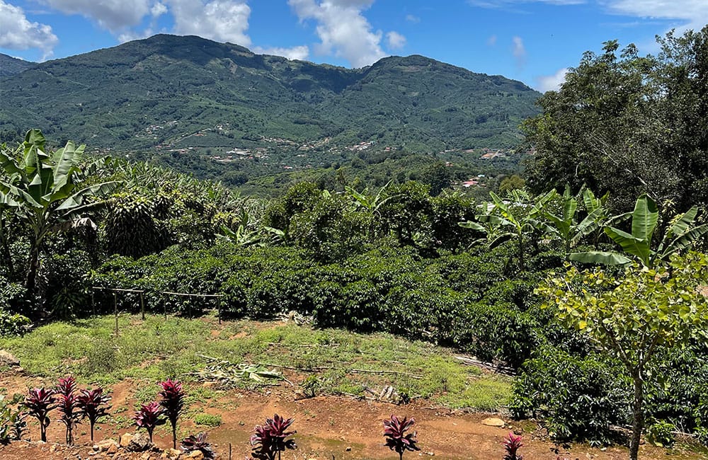 Sweet and tropical natural processed coffee by Romario Umaña