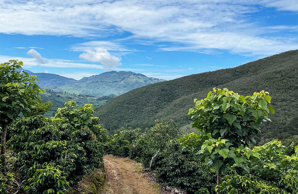 Sweet and tropical natural processed coffee by Romario Umaña