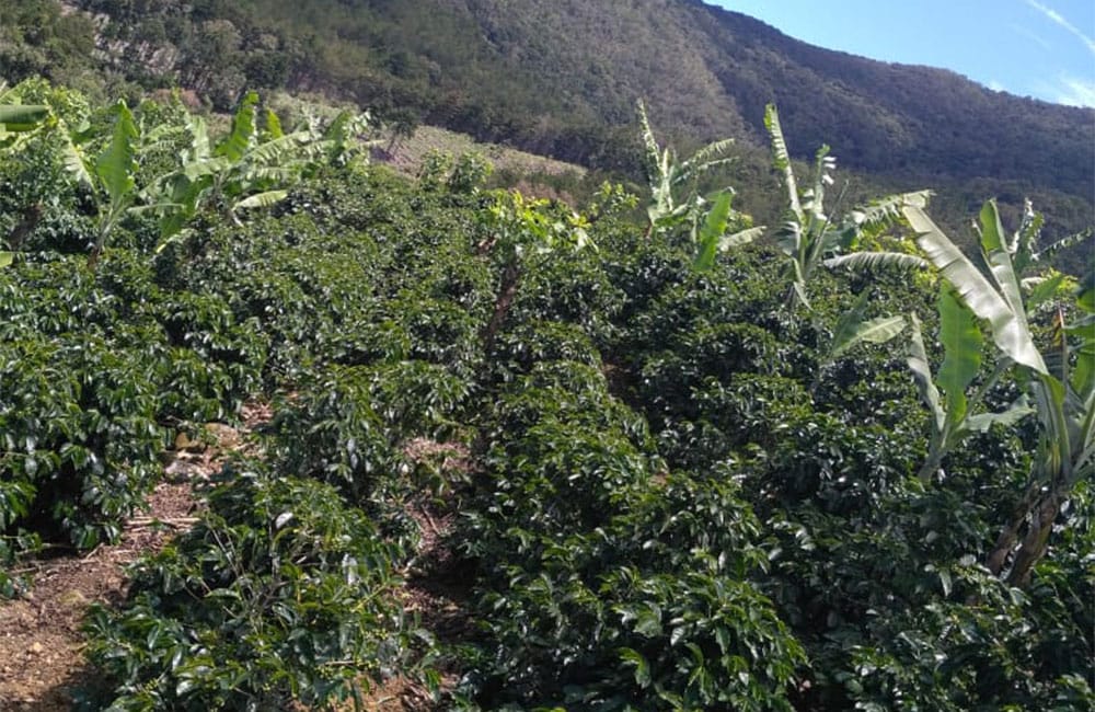 Un café natural dulce y tropical de Romario Umaña en Tarrazú