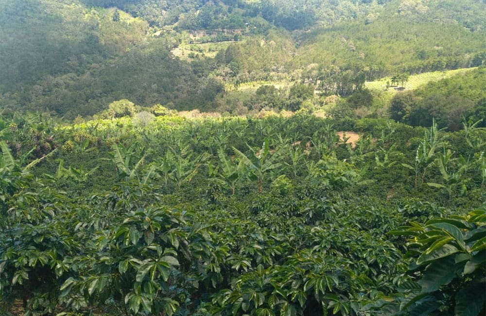 Un café natural dulce y tropical de Romario Umaña en Tarrazú