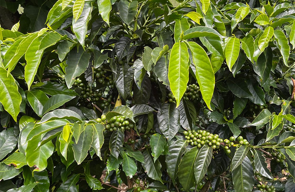 Un café natural dulce y tropical de Romario Umaña en Tarrazú