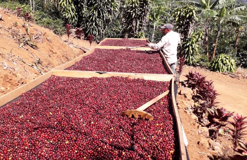 Sweet and tropical natural processed coffee by Romario Umaña