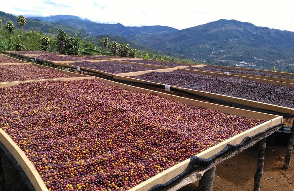 Sweet and tropical natural processed coffee by Romario Umaña