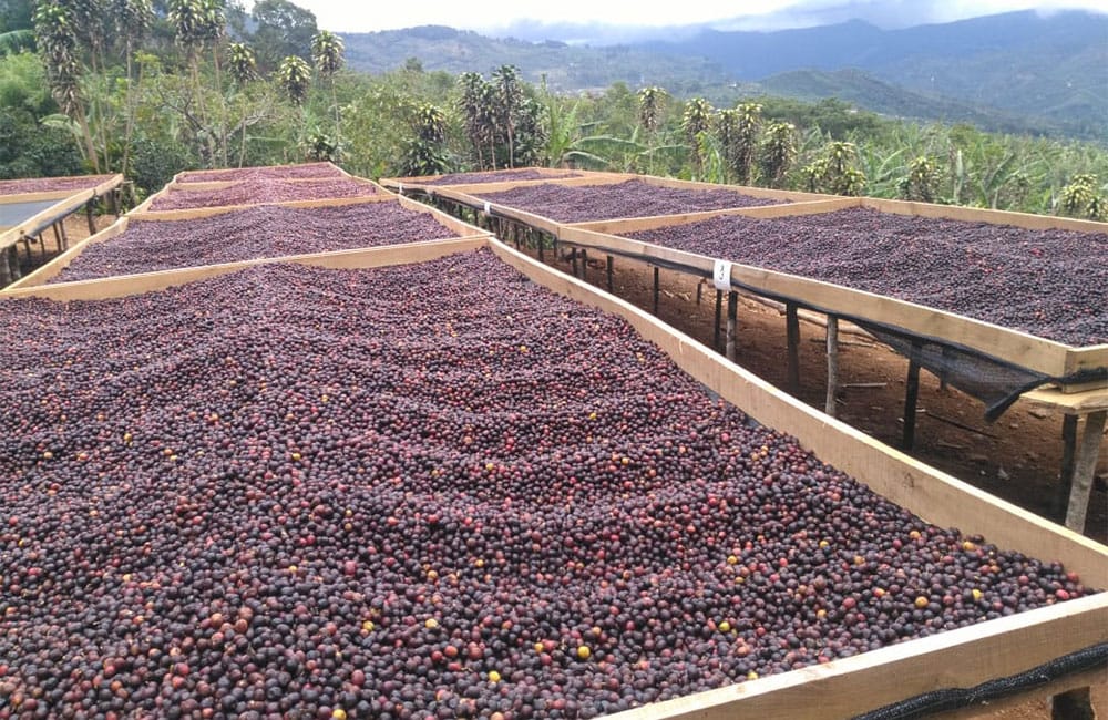 Un café natural dulce y tropical de Romario Umaña en Tarrazú