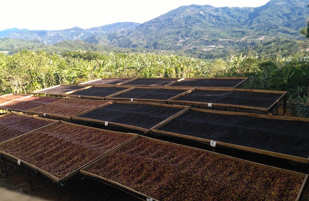 Un café natural dulce y tropical de Romario Umaña en Tarrazú