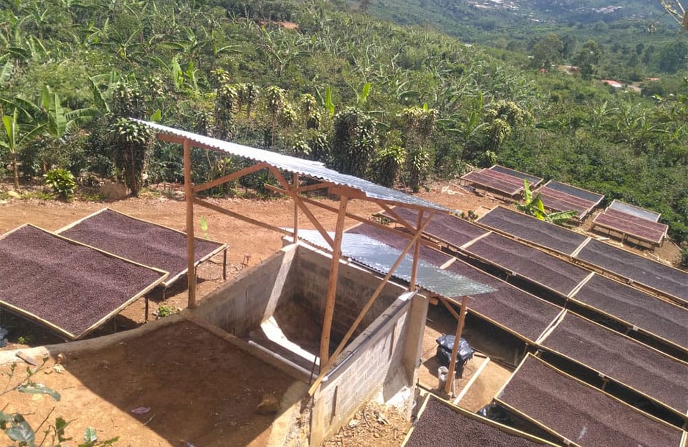 Un café natural dulce y tropical de Romario Umaña en Tarrazú