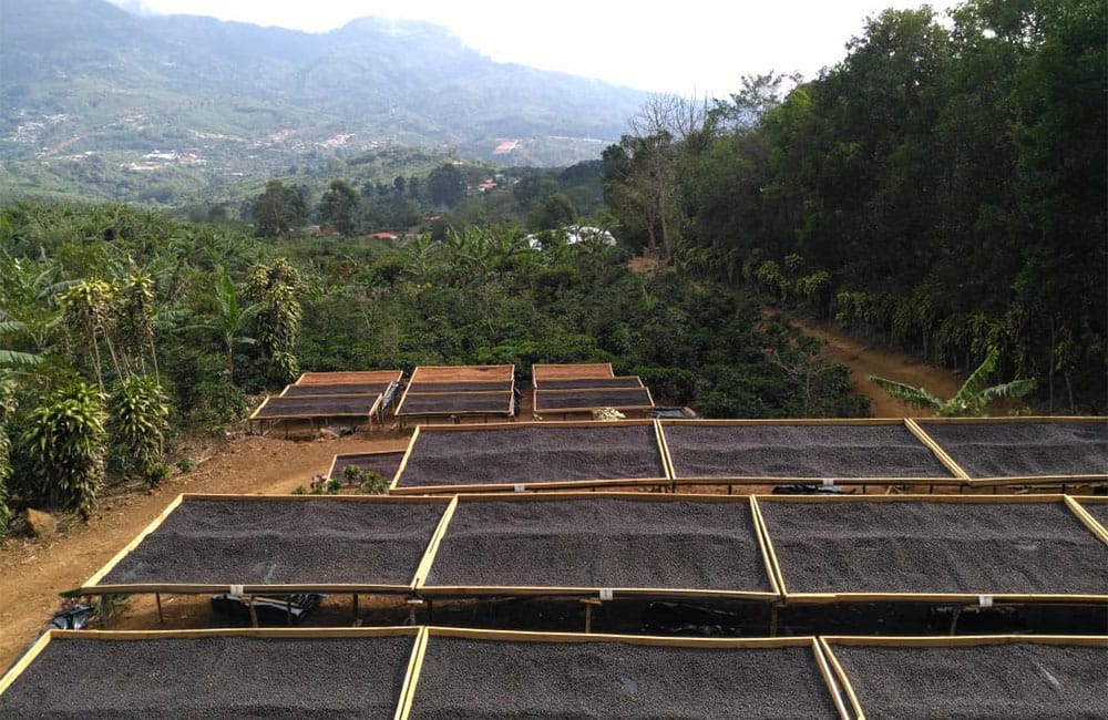 Un café natural dulce y tropical de Romario Umaña en Tarrazú