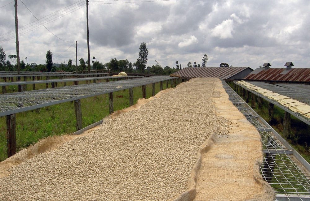 Karani AB a kenyan coffee grown in volcanic soil