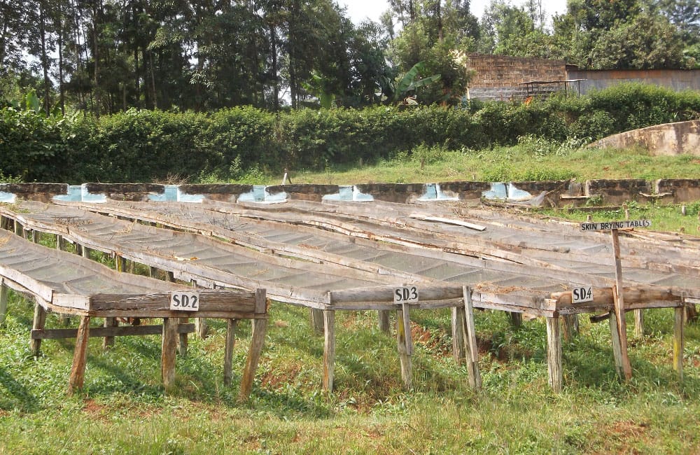 Karani AB un café de Kenia de suelo volcánico a 1.700 msnm.