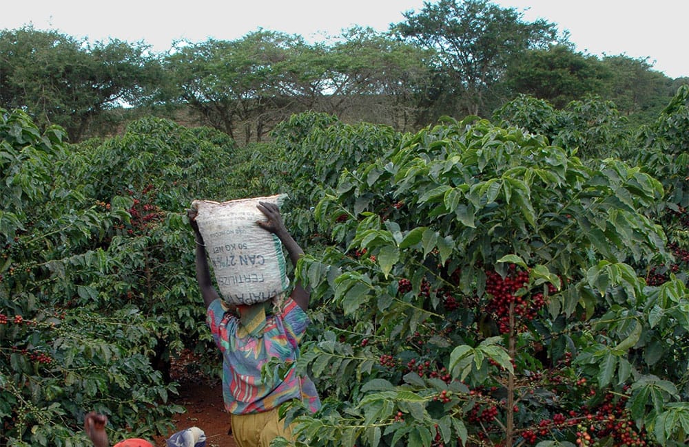 Karani AB un café de Kenia de suelo volcánico a 1.700 msnm.