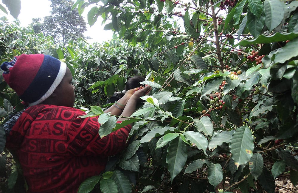 Karani AB un café de Kenia de suelo volcánico a 1.700 msnm.