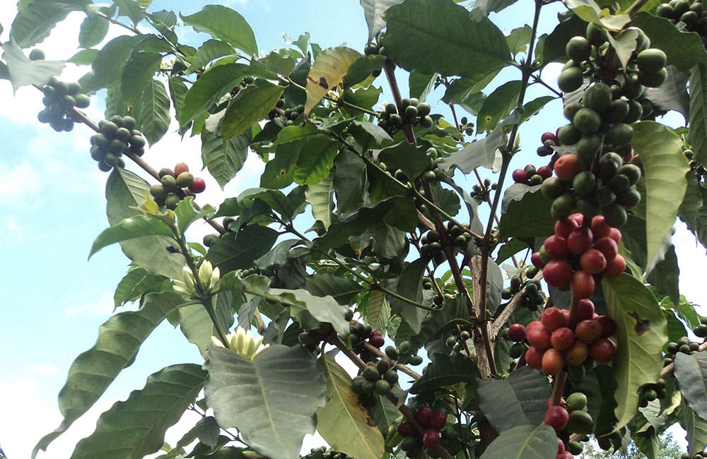 Karani AB un café de Kenia de suelo volcánico a 1.700 msnm.