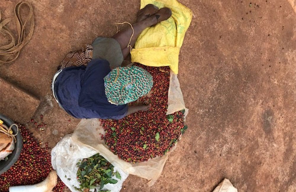 Karani AB un café de Kenia de suelo volcánico a 1.700 msnm.