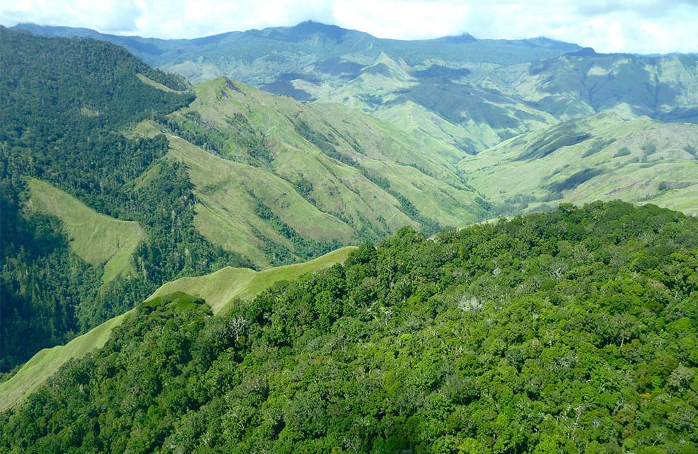 Lamari a specialty coffee from the antipodes at 1,700 masl.