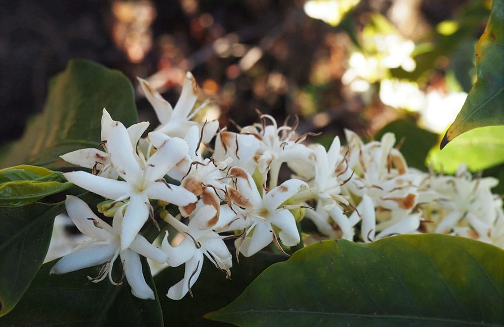 Anaerobic specialty coffee from Santa Ana Volcano