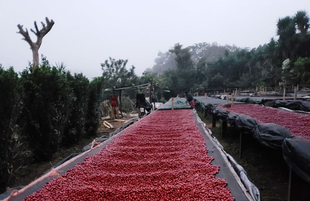 Anaerobic specialty coffee from Santa Ana Volcano