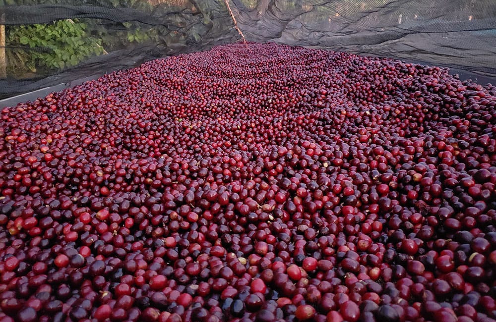 Anaerobic specialty coffee from Santa Ana Volcano