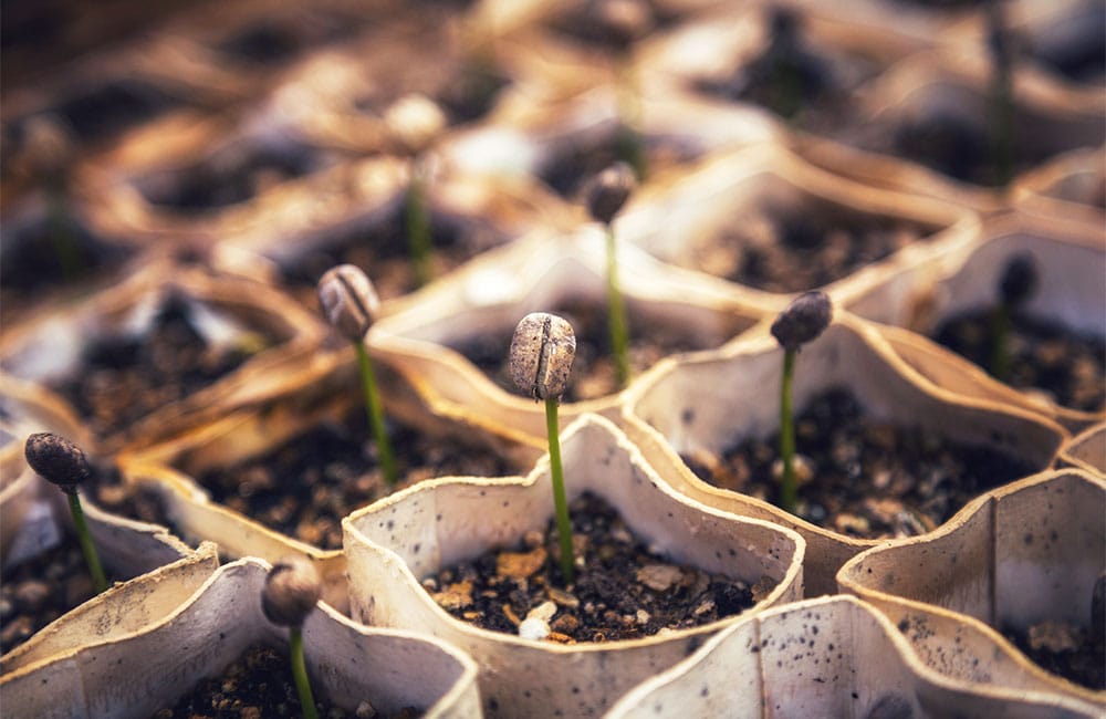 Coffee seedling