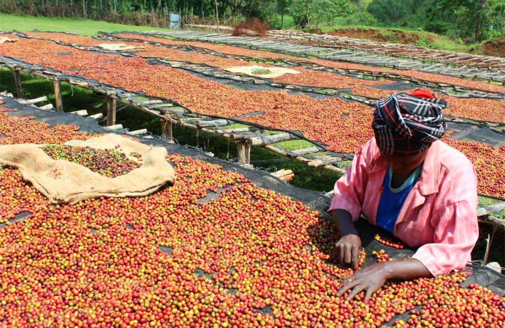 Suke Quto un café para la comunidad