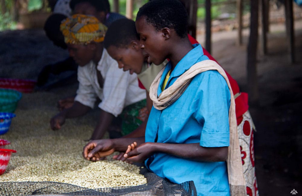 From Burundi a natural coffee grown at 1,800 masl.
