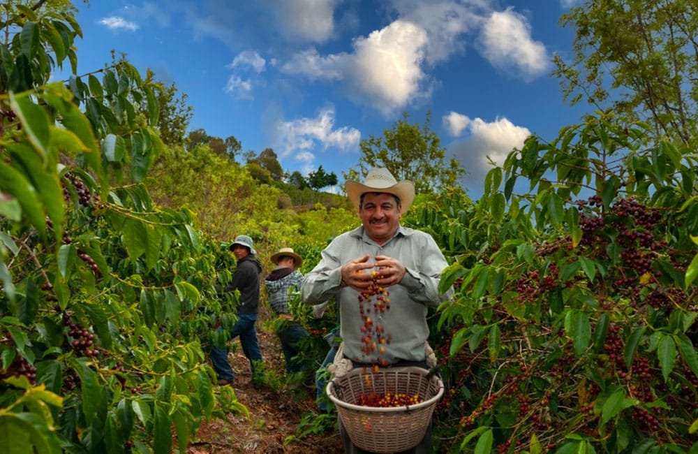 Guatemalan coffee from Las Brisas farm