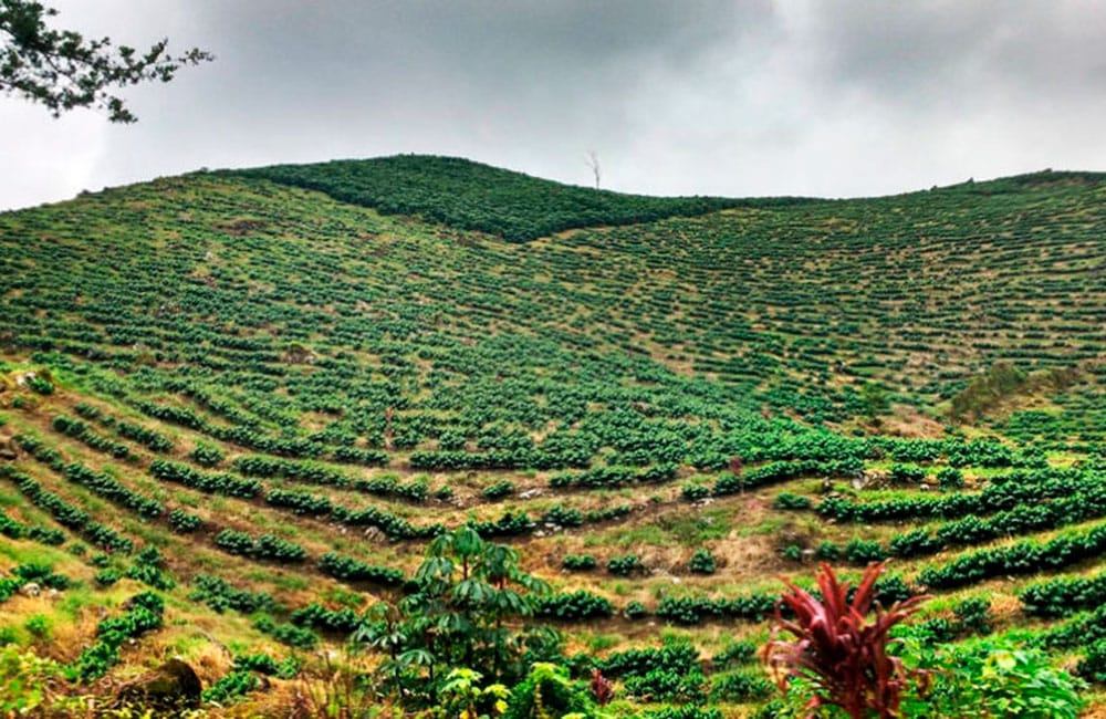 Café de Guatemala lavado de finca Las Brisas a 1.600 msnm