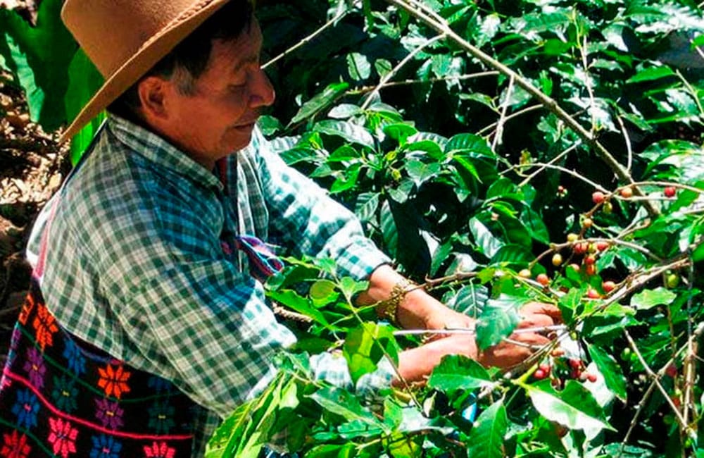 Guatemalan coffee from Las Brisas farm at 1,600 masl.