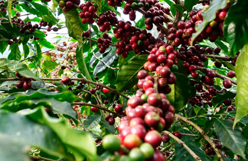 Guatemalan coffee from Las Brisas farm at 1,600 masl.