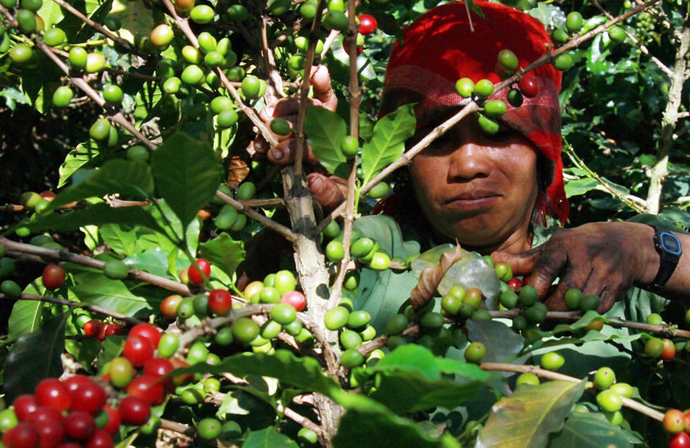 Guatemalan coffee from Las Brisas farm at 1,600 masl.