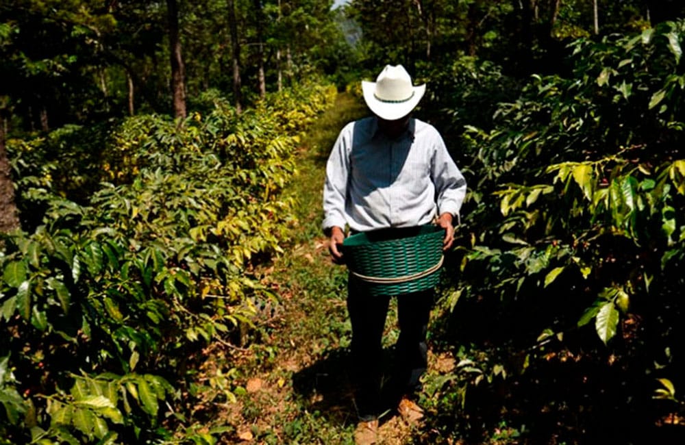 Guatemalan coffee from Las Brisas farm at 1,600 masl.