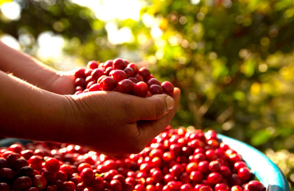 Guatemalan coffee from Las Brisas farm at 1,600 masl.