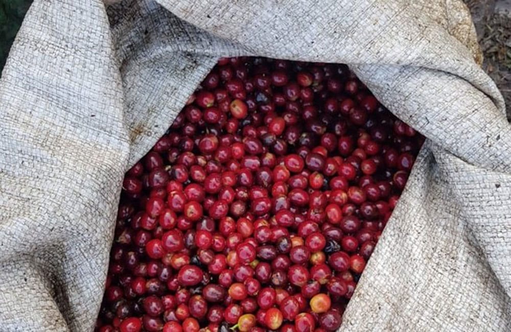 Mumuxa - Guatemala - Washed, harvest 2022