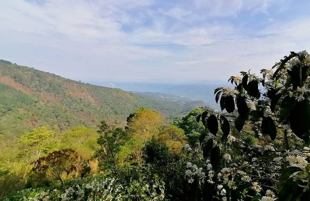 Café de Fraijanes de la finca La Nueva Montaña a 1.550 msnm