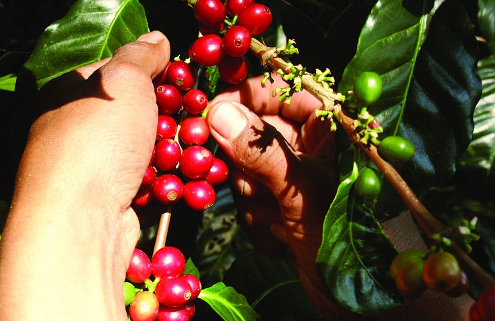 Fraijanes coffee from finca La Nueva Montaña at 1,550 masl