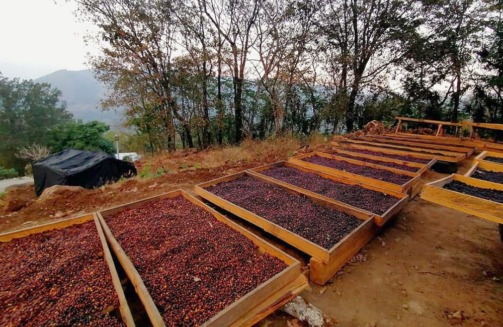 Café de Fraijanes de la finca La Nueva Montaña a 1.550 msnm