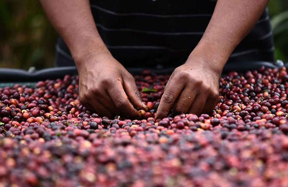 Fraijanes coffee from finca La Nueva Montaña at 1,550 masl