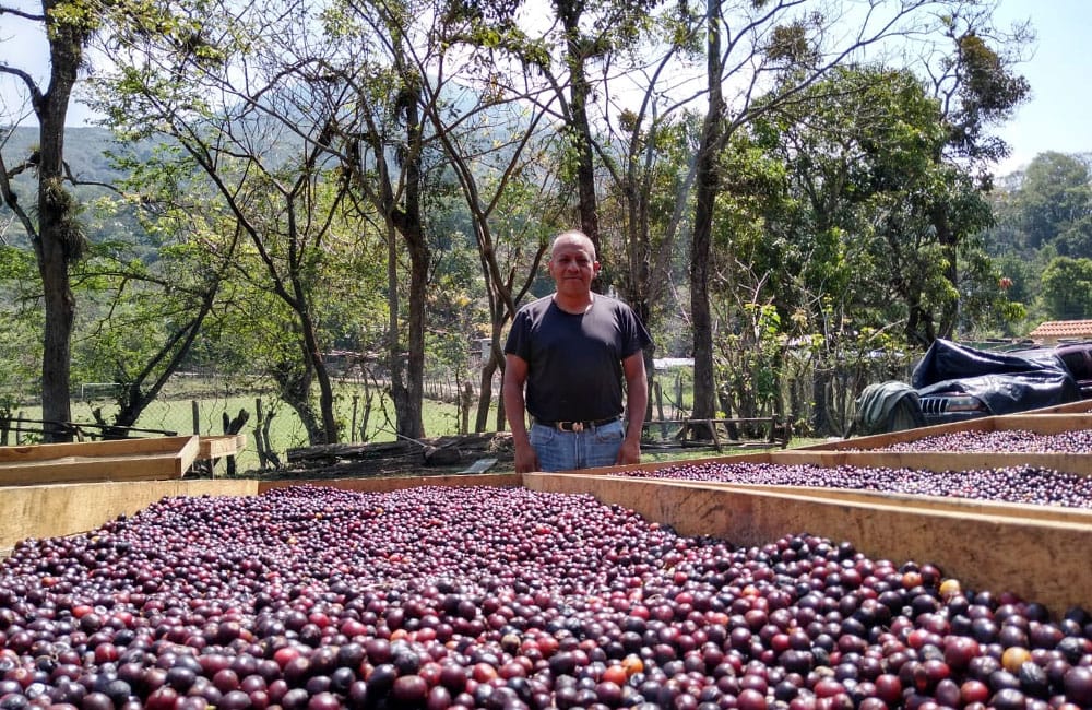 Fraijanes coffee from finca La Nueva Montaña at 1,550 masl