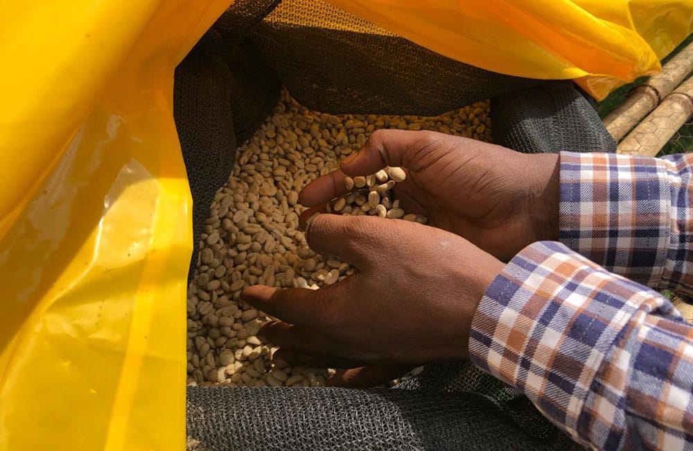 Ethiopian coffee from Telita washing station at 2,000 masl