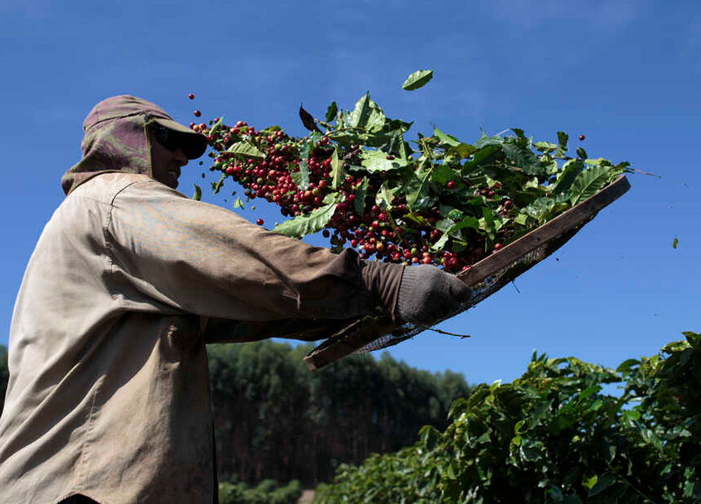 Brasil es conocido mundialmente por la producción de café. En la Serra de Mantiqueira se lleva cultivando café más de cien años en las lomas de las montañas.