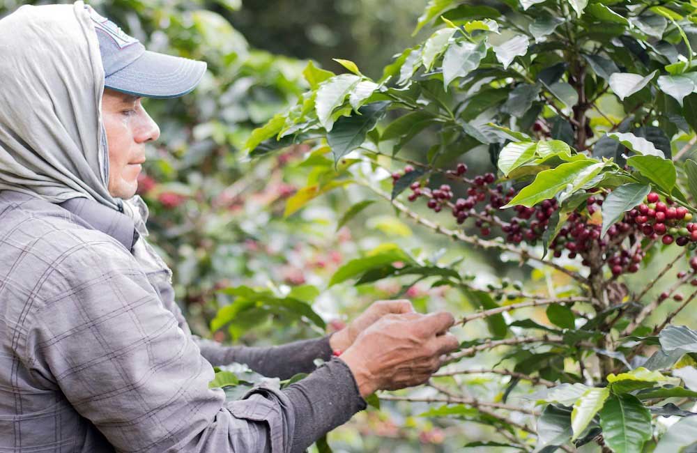 Café de Colombia El Rubí lavado. Imagen de la finca.