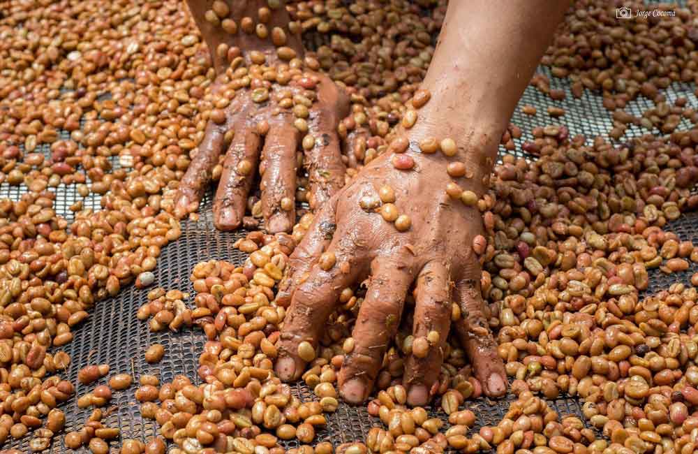 Café de Colombia El Rubí lavado. Imagen de la finca.