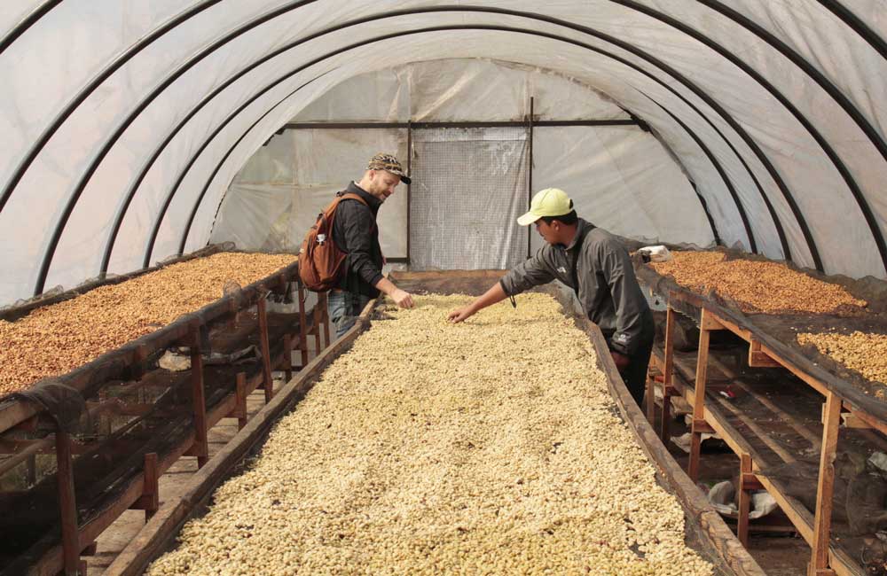 Café de indonesia Kerinci Anaeróbico 168 horas