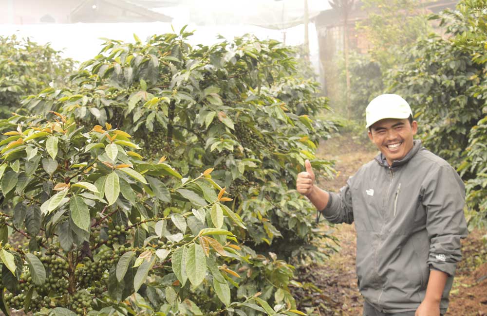 Café de Indonesia Kerinci anaeróbico 168 horas