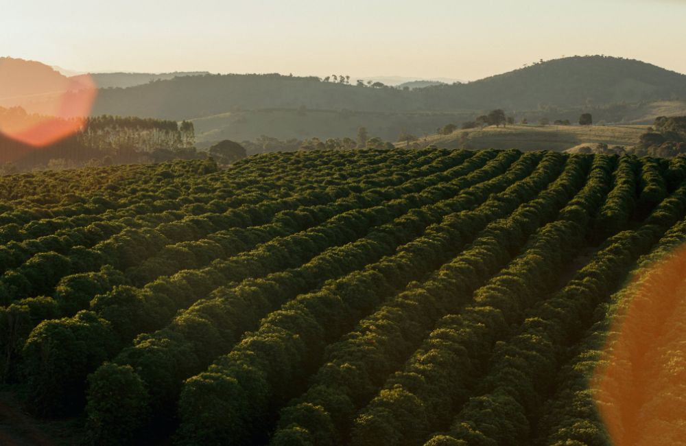 Cafe Brasil carbono neutral de Fazenda Vila Boa