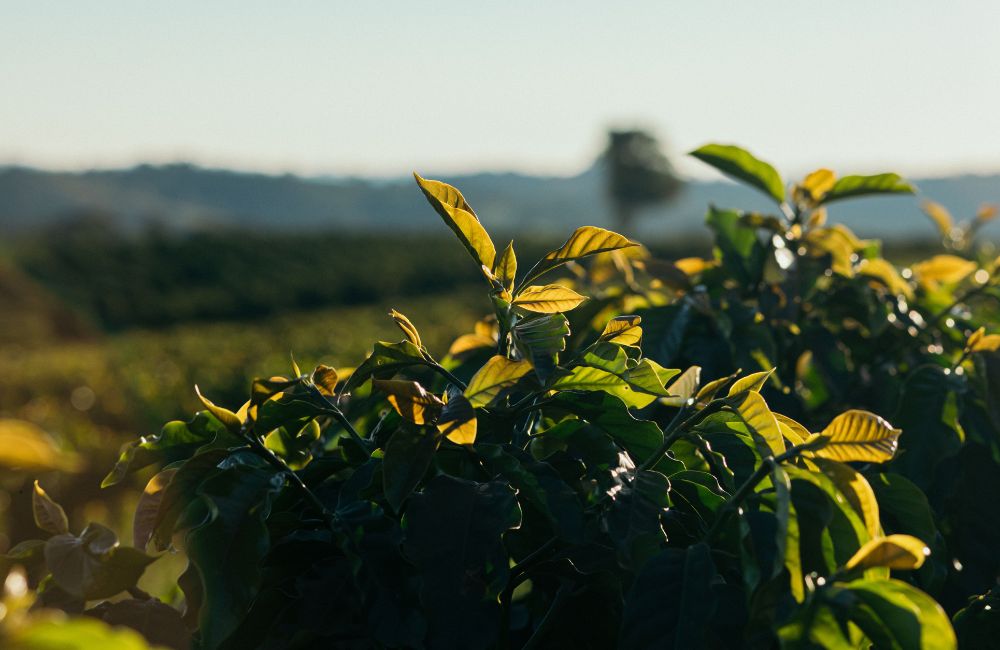 Cafe Brasil carbono neutral de Fazenda Vila Boa