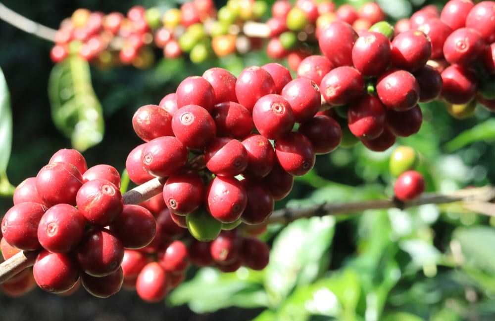 Café de Huila Colombia a 1700ms cultivado por Jose Gregorio Calderón