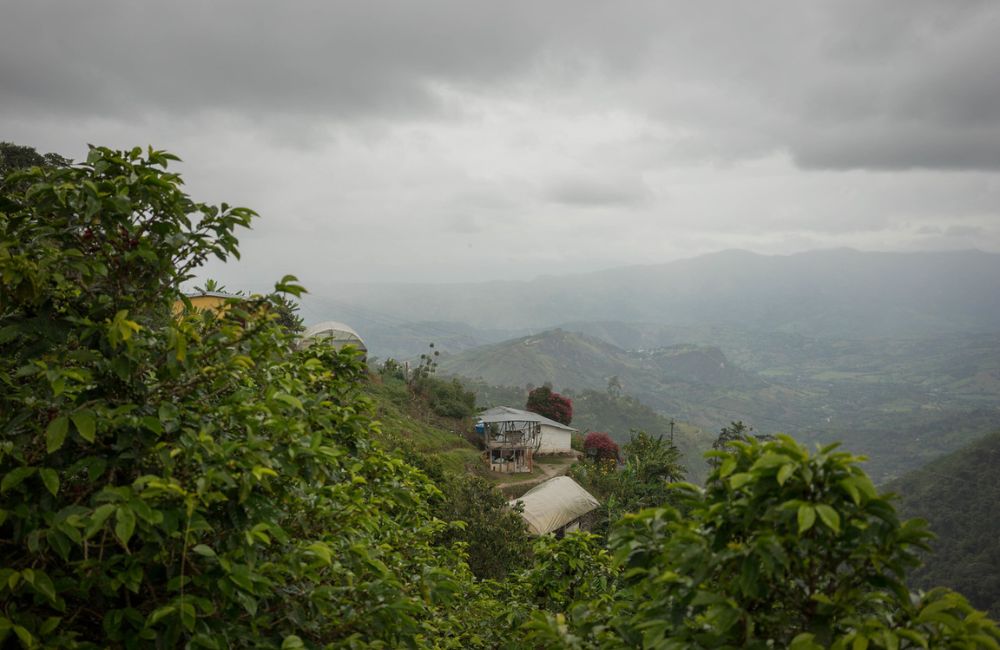 Café de Huila Colombia a 1700ms cultivado por Jose Gregorio Calderón