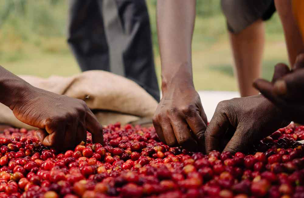 Café de Colombia El Rubí lavado. Imagen de la finca.