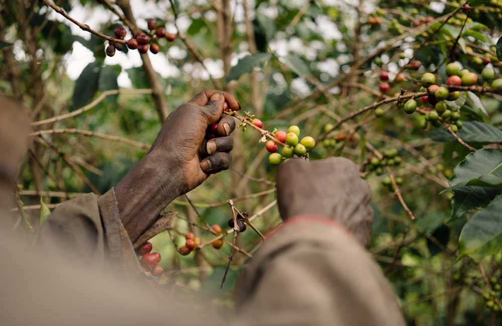 Café de Colombia El Rubí lavado. Imagen de la finca.